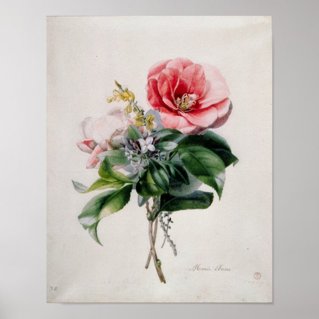 Affiches wamellia et Broom (Devant)