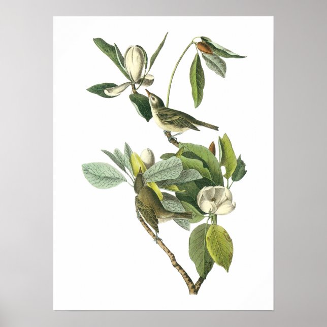 Affiches Warbling Vireo par Audubon (Devant)