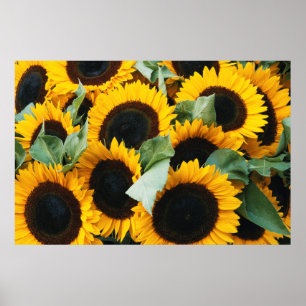Affiches Washington, Seattle, Tournesol à vendre brochet