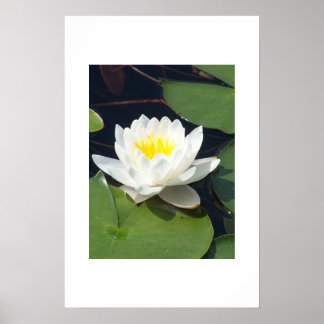 Affiches Water Lilly