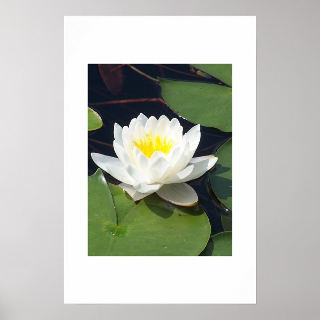 Affiches Water Lilly (Devant)