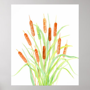 Affiches Watercolor Cattail (Typha), bulrush, têtes de grai