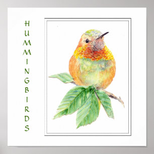 Affiches Watercolor Rufous Hummingbird - Bird Collection