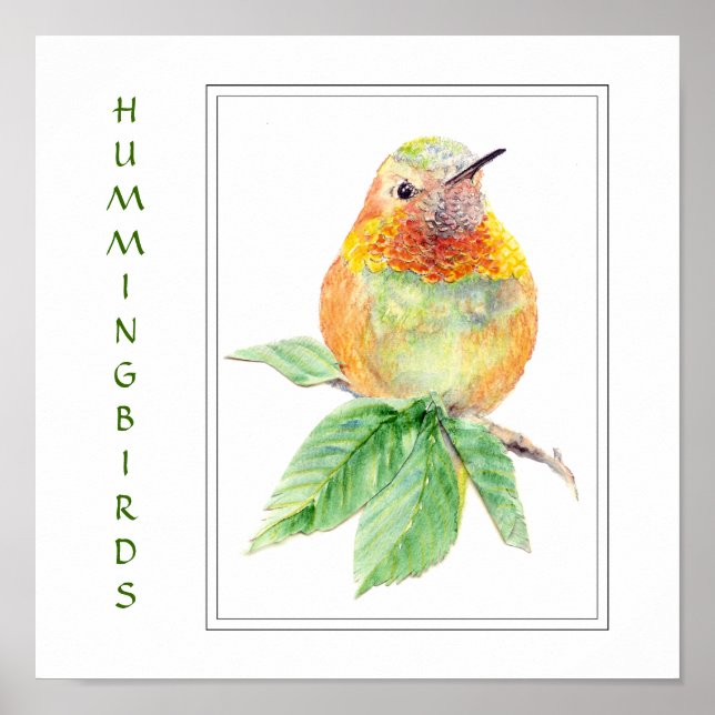 Affiches Watercolor Rufous Hummingbird -  Bird Collection (Devant)