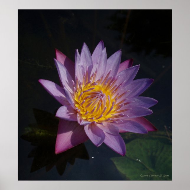 Affiches Waterlilly (Devant)
