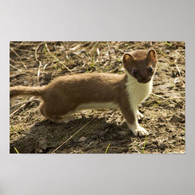 Affiches Weasel, à queue courte (Devant)