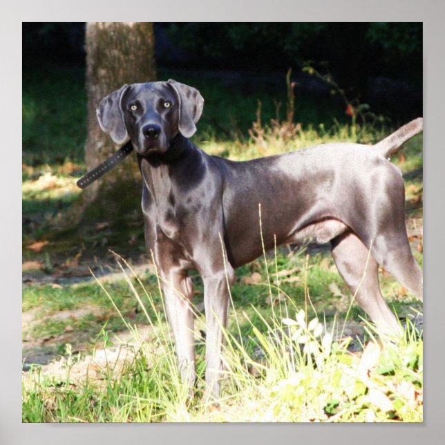 Affiches Weimaraner bleu (Devant)