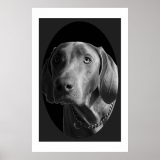 Affiches Weimaraner - Intense (noir et blanc)