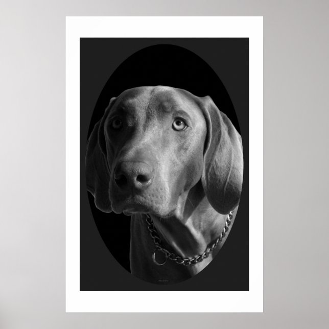 Affiches Weimaraner - Intense (noir et blanc) (Devant)