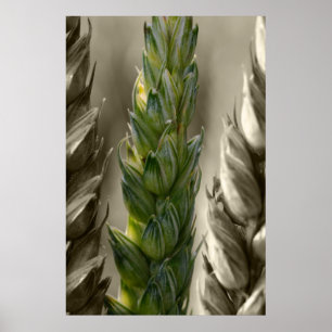 Affiches Weizen-Blé