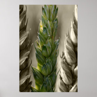 Affiches Weizen-Blé