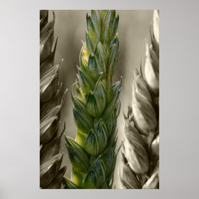 Affiches Weizen-Blé (Devant)