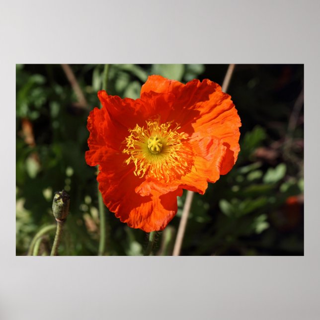 Affiches Welsh Poppy (Orange) (Devant)