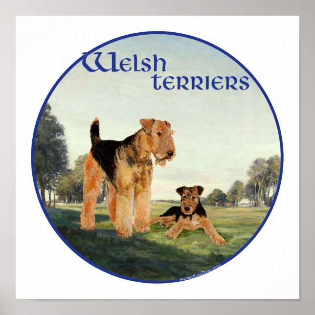 Affiches Welsh Terriers (Devant)
