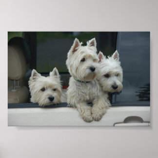 Affiches West Highland White Terriers