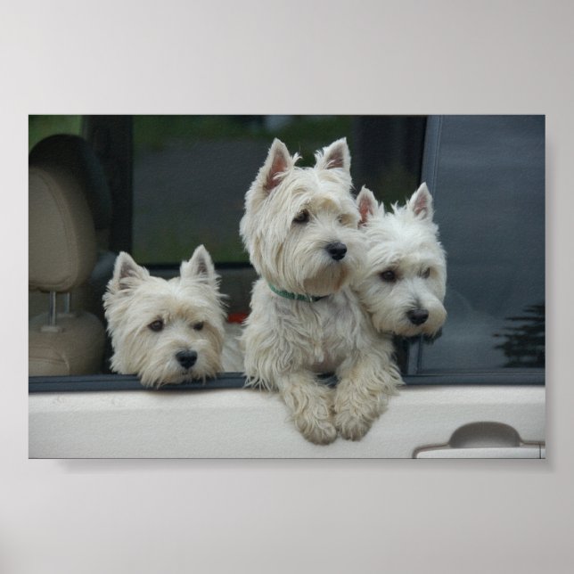 Affiches West Highland White Terriers (Devant)