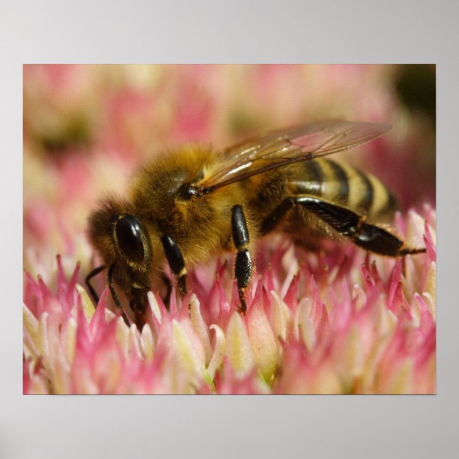 Affiches Western Honey Bee Macro (Devant)
