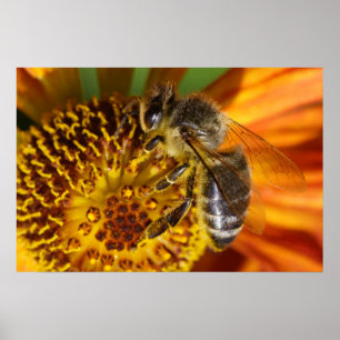 Affiches Western Honey Bee Macro