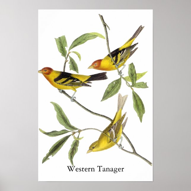 Affiches Western Tanager - John James Audubon (Devant)
