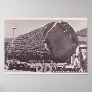 Affiches Western Washington Fir Log circa 1940