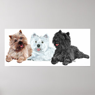 Affiches Westie avec deux terriers Cairn
