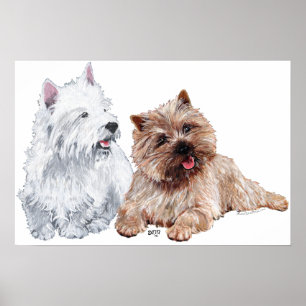 Affiches Westie avec un Cairn Terrier brun