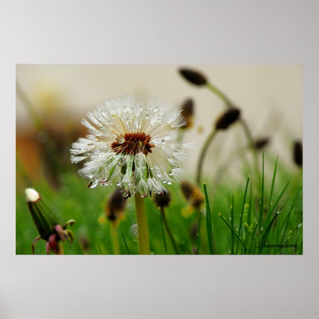 Affiches Wet Dandelion (Devant)