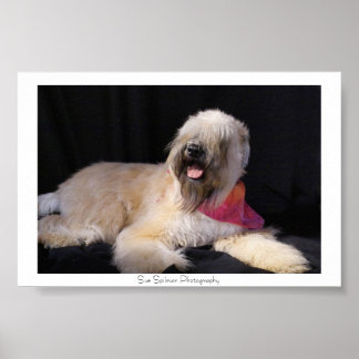Affiches Wheaten Terrier