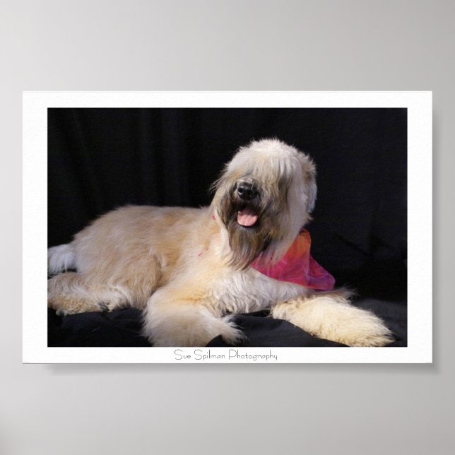 Affiches Wheaten Terrier (Devant)