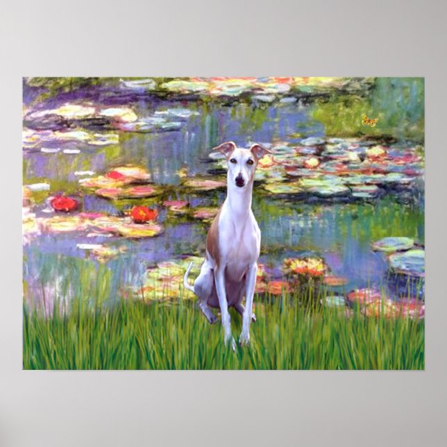 Affiches Whippet (blanc-marron) - Lys 2 (Devant)