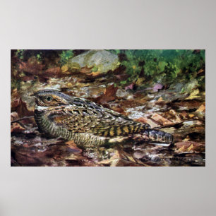 Affiches Whippoorwill caché