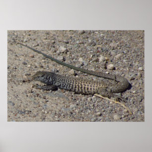 Affiches Whiptail occidental