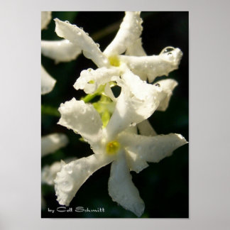 Affiches white001