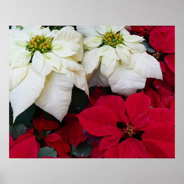 Affiches White and Red Poinsettias (Devant)