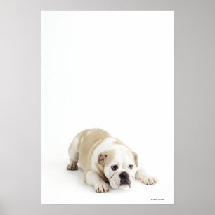 Affiches White and tan bulldog