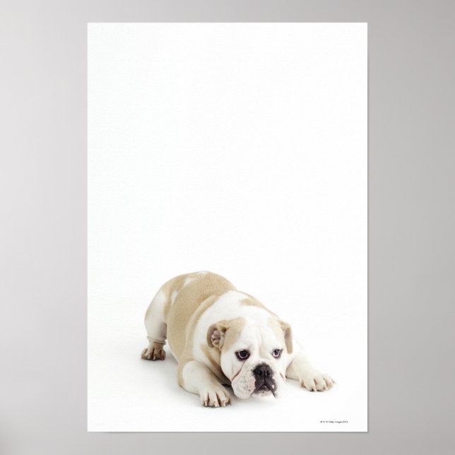 Affiches White and tan bulldog (Devant)