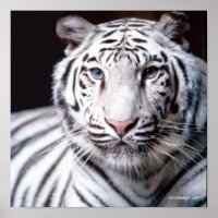 White Bengal Tiger Photographe
