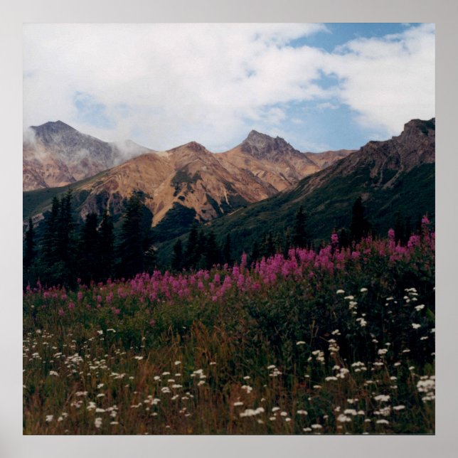 Affiches White Daisy et Purple Fireweed Mountains Photo (Devant)