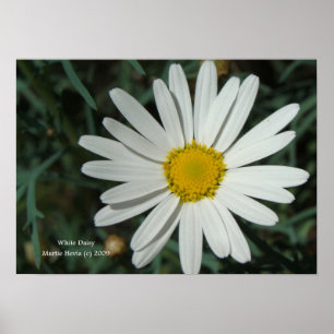 Affiches White Daisy Print - Select Your Frame