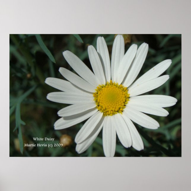 Affiches White Daisy Print - Select Your Frame (Devant)