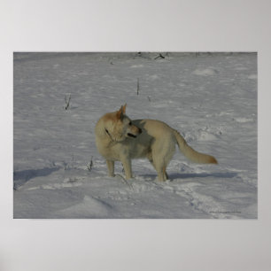 Affiches White German Shepherd in the Snow