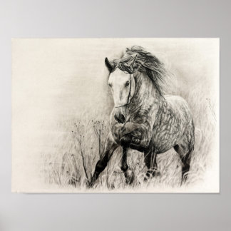 Affiches White horse in charcoal