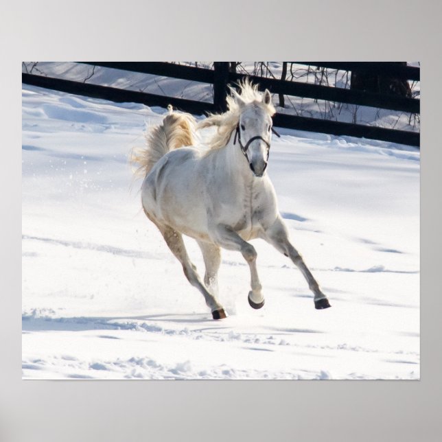 Affiches White Horse Running In Snow (Devant)