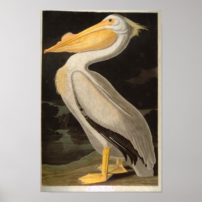 Affiches White Pelican, John James Audubon (Devant)
