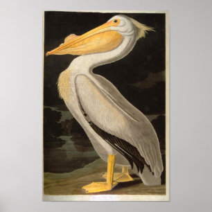 Affiches White Pelican, John James Audubon