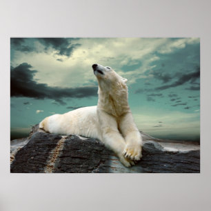 Affiches White Polar Bear