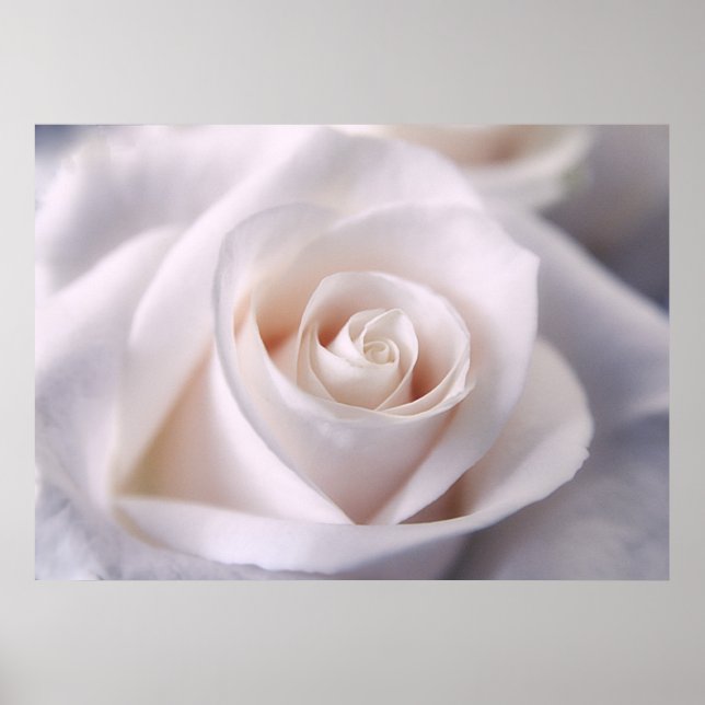 Affiches White Rose (Devant)