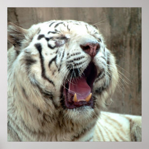 Affiches White Tiger