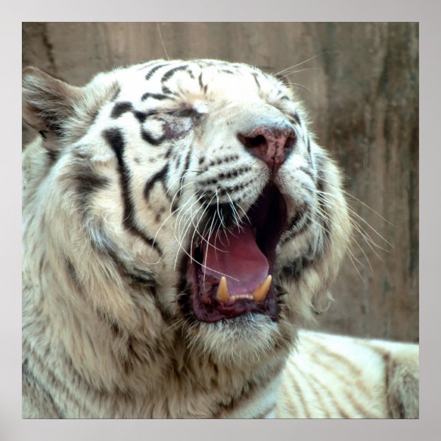 Affiches White Tiger (Devant)