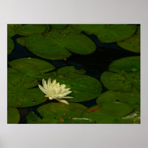 Affiches White Waterlily I Peaceful